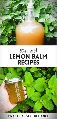 lemon balm recipe with text overlay that reads, 30 best lemon balm recipes practical self - reliance