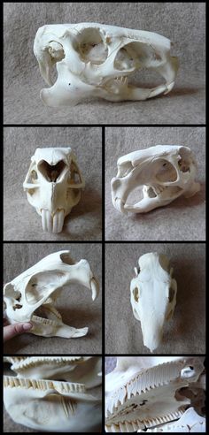 several different views of an animal's skull and jaw