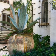 a large potted plant sitting in the middle of a garden next to a building