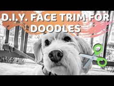 a dog with scissors in its mouth and the words diy face trim for doodles