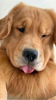 a close up of a dog's face with it's head resting on its paw