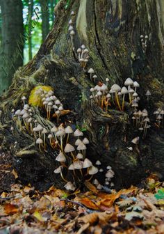 mushrooms growing on the bark of a tree stump