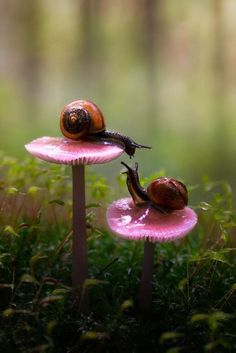 two snails crawling on top of pink mushrooms