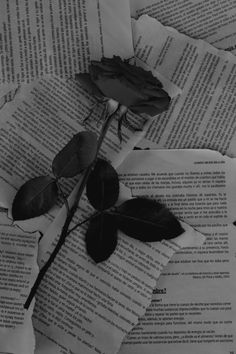 black and white photograph of rose on top of old book pages with torn paper in the background