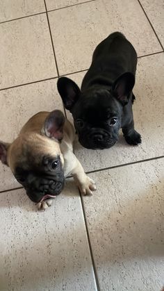 two small dogs are sitting on the floor