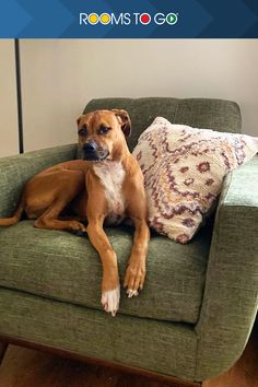 a brown dog sitting on top of a green chair next to a pillow with the caption rooms to go