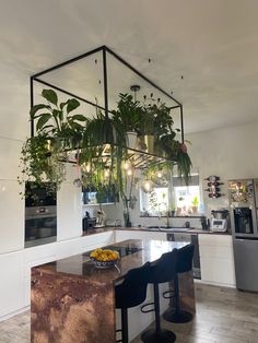 a kitchen filled with lots of potted plants