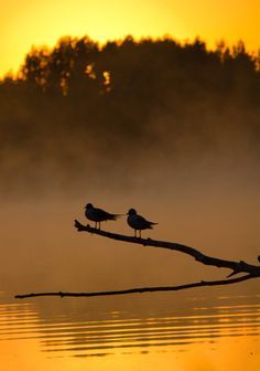 two birds sitting on a branch in the water at sunset or dawn with fog and trees in the background