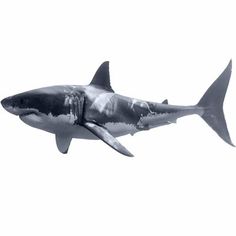 a black and white photo of a shark