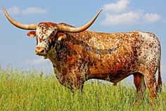 a longhorn bull standing in the grass with words that read, dickinson cattle co, inc