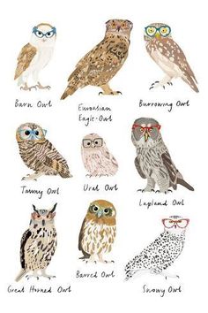 an image of owls with glasses on them