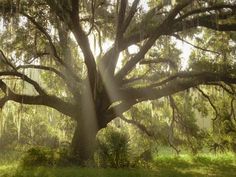 sunlight shining through the branches of a large tree