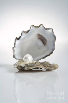 an oyster shell with a pearl in it