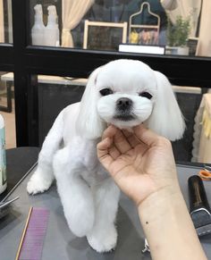 a small white dog sitting on top of a table next to a person's hand