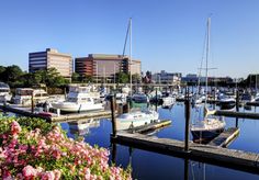 several boats are docked in the water near some buildings and pink flowers on the shore