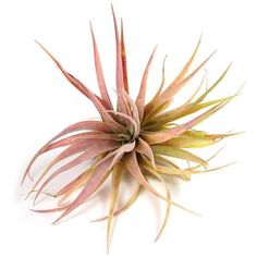 an air plant on a white background with no one around it to see the image