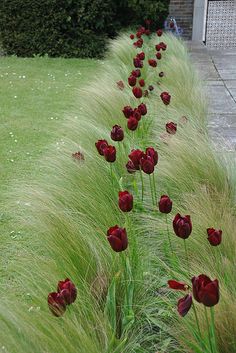 red tulips are lined up along the side of a long row of grass