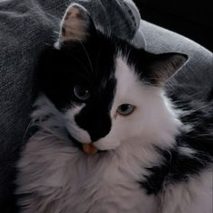 a black and white cat sitting on top of a couch