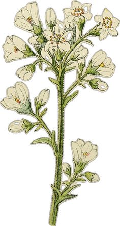 an illustration of white flowers with green stems