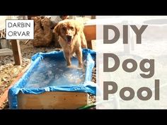 a dog standing on top of an inflatable pool with the words diy dog pool above it