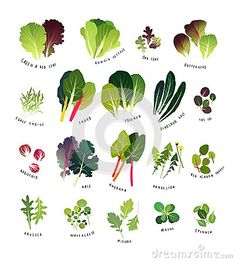 a collection of different leafy vegetables on a white background, including lettuce, radishes, spinach and beets