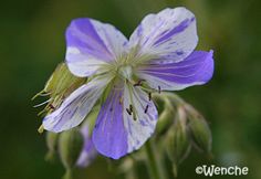 a purple flower with white stamen on it