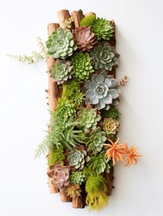 Living Wall Succulents: A Vibrant Vertical Garden Display Succulent Wall Arrangements, Wall Succulents, Diy Living Wall, Living Wall Diy, Plant Rooms, Succulent Wall Hanging, Living Wall Planter, Diy Wall Planter, Succulent Wall Planter