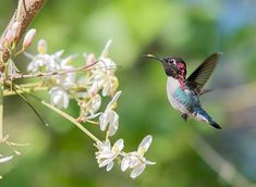 Bee Hummingbird Cuba Travel, Animals Of The World, Hummingbirds, Bird Watching