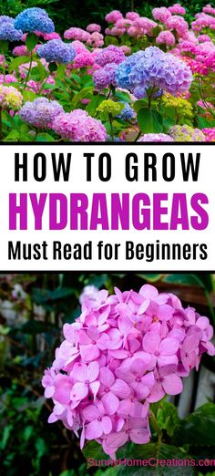 top of picture has pink, purple, and blue hydrangea flowers growing, middle of picture says "How to Grow HYDRANGEAS Must Read for Beginners" and bottom of pic has a closeup picture of a big pink hydrangea bloom. How To Grow Hydrangeas, Growing Hydrangeas, Hydrangea Garden, Garden Wallpaper, Planting Hydrangeas, Garden Guide, Beautiful Flowers Garden, Garden Yard Ideas