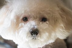 a small white dog sitting on top of a bed