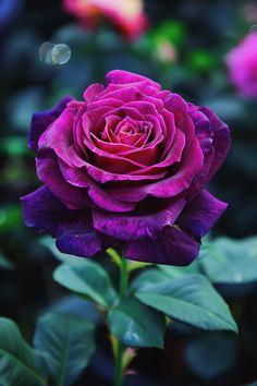 a purple rose with green leaves in the foreground