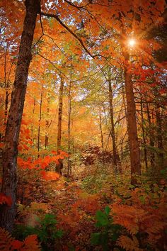 the sun shines through the trees in an autumn forest