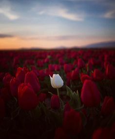 a white tulip in the middle of a field with red and green flowers at sunset