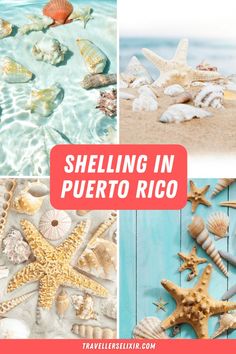 Shelling in Puerto Rico Aguadilla Puerto Rico, Culebra Island, Usa Trips, Travel Overseas, Puerto Rico Beaches, El Yunque National Forest, North America Travel Destinations