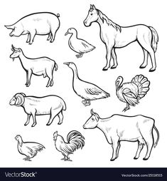 farm animals sketched on white background