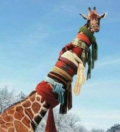 a giraffe is wrapped in blankets and scarfs while standing on the snow