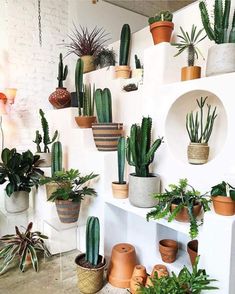 many potted plants are arranged on the wall