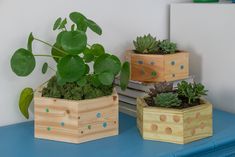 three wooden boxes with plants in them on a blue table