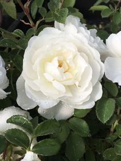 a white rose with water droplets on it