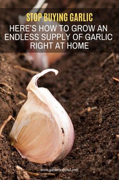 garlic is growing in the dirt with text overlay saying stop buying garlic here's how to grow an endless supply of garlic right at home