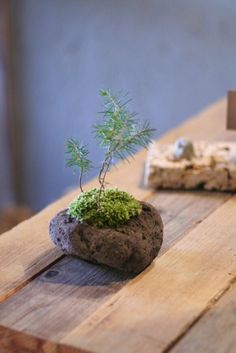 a small tree growing out of a rock on top of a wooden table next to a piece of wood