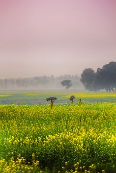 two people walking through a field with yellow flowers in the foreground and trees in the background