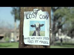 a sign posted on a telephone pole that says, lost cow white with black spots goes by mareel