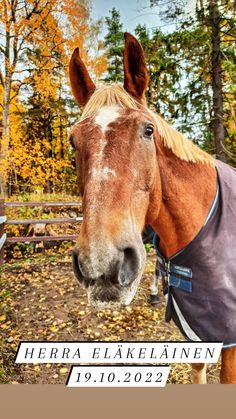 a brown horse wearing a blanket on its head in front of trees with yellow leaves