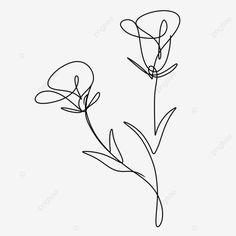 two flowers drawn in one line on a white background, flower, drawing png and psd