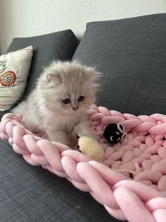 a white kitten sitting on top of a pink blanket