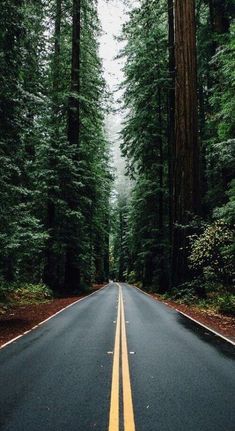 an empty road surrounded by tall trees in the middle of the forest with yellow lines