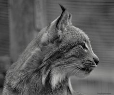 a black and white photo of a cat's face looking off into the distance