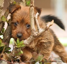 a small brown and black dog standing next to a tree