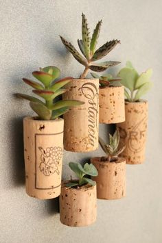 four wine corks with succulent plants in them hanging on the wall next to each other